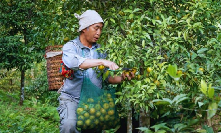 Binnendyk Orchards is curr hiring Orchard Workers